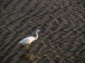 Little egret bird aka Egretta garzetta looking for food on mudflats. Royalty Free Stock Photo