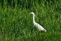 Little Egret bird Egretta garzetta in beautiful green marsh Royalty Free Stock Photo
