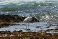 Little Egret Bird Egretta garzetta With Caught Fish Royalty Free Stock Photo