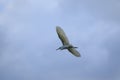 Little egret bird flying against blue sky Royalty Free Stock Photo