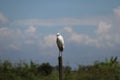 Little Egret bird perching on the top of dried bamboo with blue sky background. Royalty Free Stock Photo