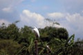 Little Egret bird perching on the top of dried bamboo with green tree and blue sky. Royalty Free Stock Photo