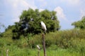 Little Egret bird perching on the top of dried bamboo with green tree and blue sky. Royalty Free Stock Photo