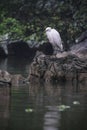 Little Egret bird sitting on rock along lake in Thung Nham Bird Valley in Ninh Binh, Vietnam