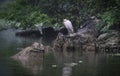 Little Egret bird sitting on rock along lake in Thung Nham Bird Valley in Ninh Binh, Vietnam Royalty Free Stock Photo