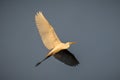Little egret bird soaring through blue sky with tree branch