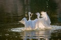 Little Egret birds