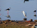 Little Egret and Black-winged Stilts at Randarda Lake, Rajkot, Gujarat