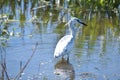 Little Egret Breeding Adult at Sweetwater Wetlands