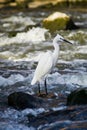 Little Egret - In Breeding Plumage