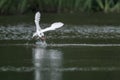 Little egret catching fish Royalty Free Stock Photo