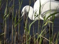 Little Egret Catching a Fish by Paddling Amongst the Reeds