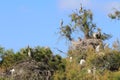 Little egret, cattle egrets and grey herons, Camargue, France