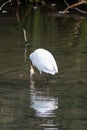 Little egret chassing toad and frogs Royalty Free Stock Photo