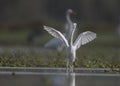 Little Egret Dance Royalty Free Stock Photo