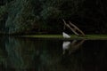 Little egret in the Danube Delta biosphere reservation