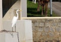 Little egret on dock, asia hong kong Royalty Free Stock Photo