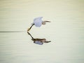 Little Egret drawing a line