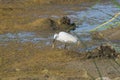 Little Egret eating a Fish