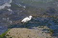 Little egret eats fish. Palmachim Beach, Israel Royalty Free Stock Photo