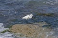 Little egret eats fish. Palmachim Beach, Israel Royalty Free Stock Photo