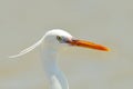 Little egret (egretta garzetta)