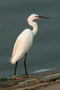 Little Egret (Egretta garzetta) Royalty Free Stock Photo