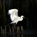 Little Egret (Egretta garzetta) Royalty Free Stock Photo