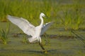 Little Egret (Egretta garzetta)