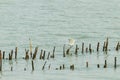 The Little Egret (Egretta garzetta ) Royalty Free Stock Photo