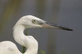 Little Egret (Egretta garzetta) Royalty Free Stock Photo