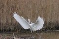 Little Egret(Egretta Garzetta)