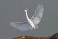 Little Egret(Egretta Garzetta)