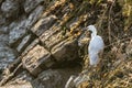 Little Egret Egretta garzetta on a bank Royalty Free Stock Photo