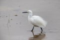 Little egret Egretta garzetta with breeding feather wading on water