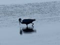 Little Egret Or Egretta Garzetta In River In Algarve Portugal Royalty Free Stock Photo