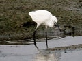 Little Egret Or Egretta Garzetta In River In Algarve Portugal Royalty Free Stock Photo