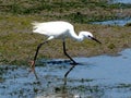 Little Egret Or Egretta Garzetta In River Delta In Algarve Portugal Royalty Free Stock Photo