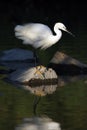 The little egret Egretta garzetta catching fish in the shade of trees. Little white heron hunts in dark water with splayed Royalty Free Stock Photo