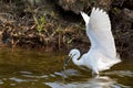 Little egret (Egretta Garzetta) catching fish Royalty Free Stock Photo