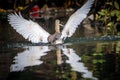 Little egret (Egretta Garzetta) catching fish in water Royalty Free Stock Photo