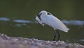 Little Egret Egretta garzetta is a common wetland bird Royalty Free Stock Photo