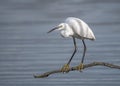 Little Egret in dappled light perched on a branch, Worcestershire, England.