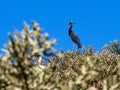 The Little Egret, Egretta garzetta dimorpha - Dark morph.lands in the branches of a tree. Madagascar Royalty Free Stock Photo