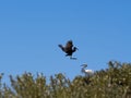 One Little Egret, Egretta garzetta dimorpha - Dark morph.lands in the branches of a tree. Madagascar Royalty Free Stock Photo