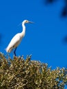 Little Egret, Egretta garzetta dimorpha, stands in the branches at the top of a tree. Nosy Ve. Madagascar Royalty Free Stock Photo