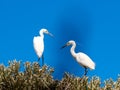 Little Egret, Egretta garzetta dimorpha, stands in the branches at the top of a tree. Nosy Ve. Madagascar Royalty Free Stock Photo