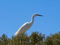 Little Egret, Egretta garzetta dimorpha, stands in the branches at the top of a tree. Nosy Ve. Madagascar Royalty Free Stock Photo