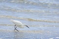 Little Egret (Egretta garzetta) fishing on the estuary