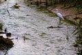 Little Egret, Egretta Garzetta, fishing at a small stream Maayan Zvi pools, northwest Israel